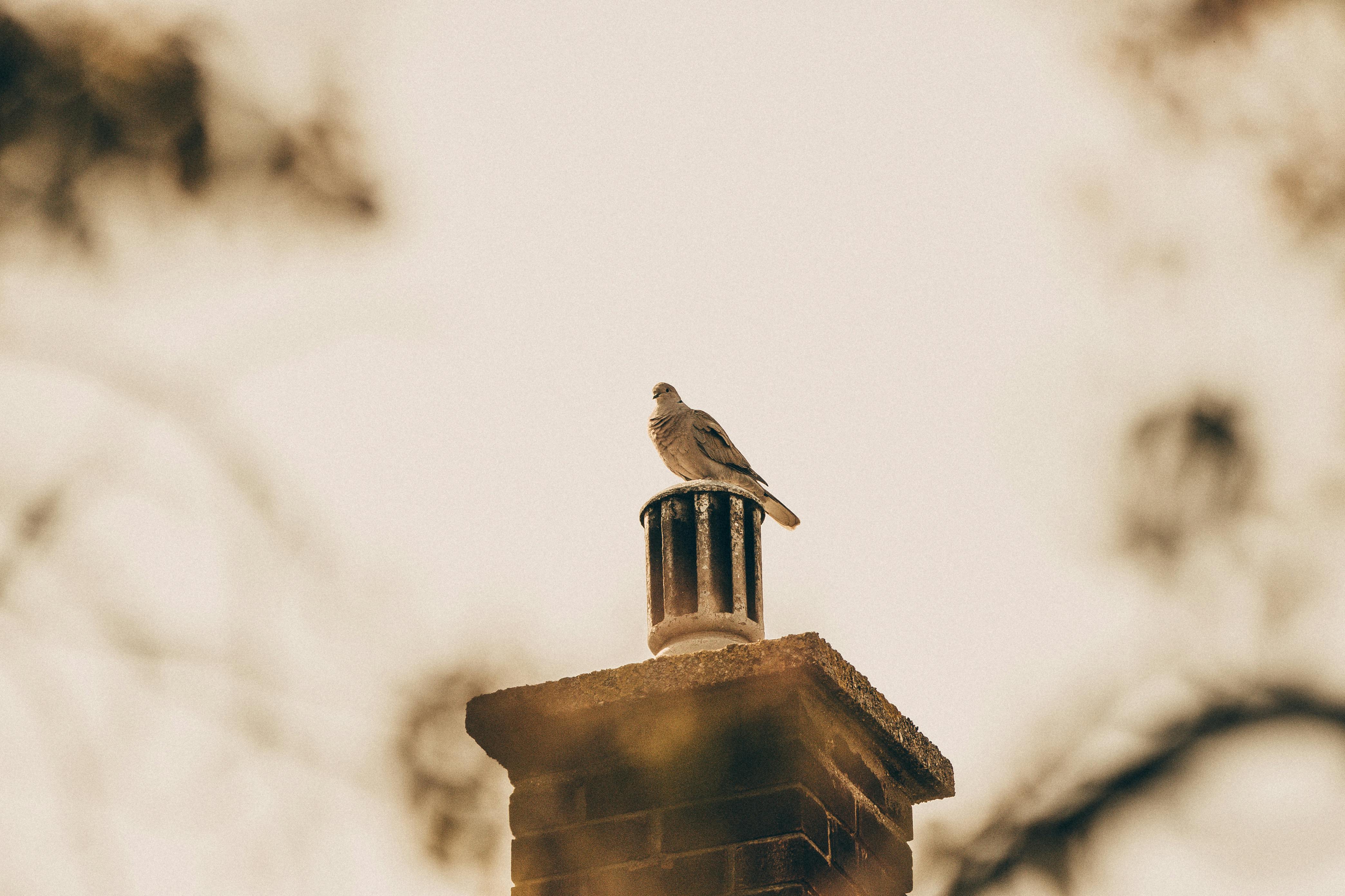 Quality Chimney Caps and Dampers Installation in Los Angeles, CA Professional Chimney Cap and Damper In Los Angeles California